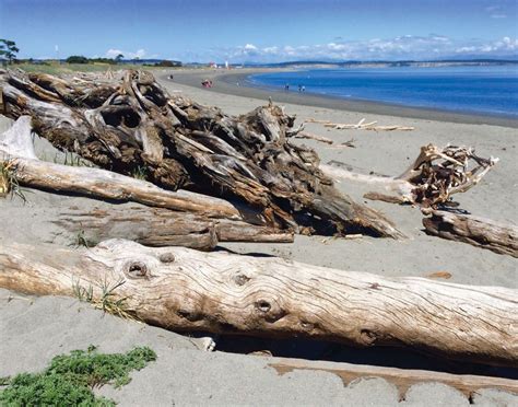 Washingtons 25 Best Beaches Seattle Met Jetty Island Island Park
