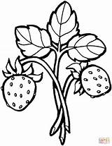Strawberry Coloring Designlooter Branch sketch template