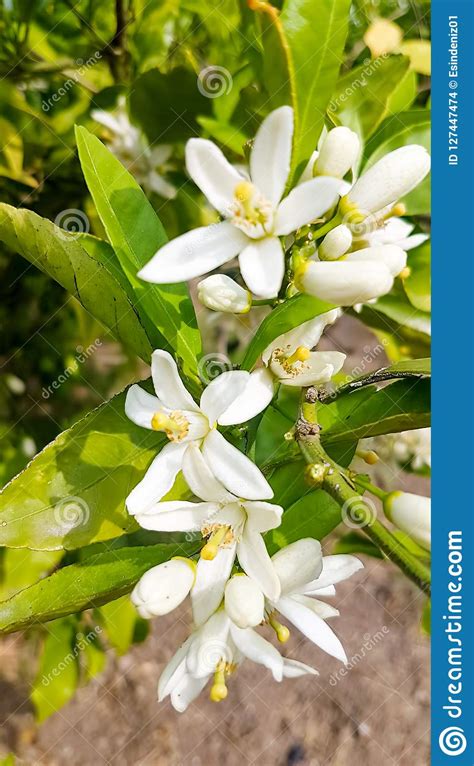 Fresh Orange Tree Blossom Stock Photo Image Of Beauty 127447474