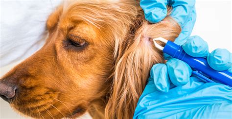 Lyme Disease And Your Pets Veterinarian In Manhattan Il Grand