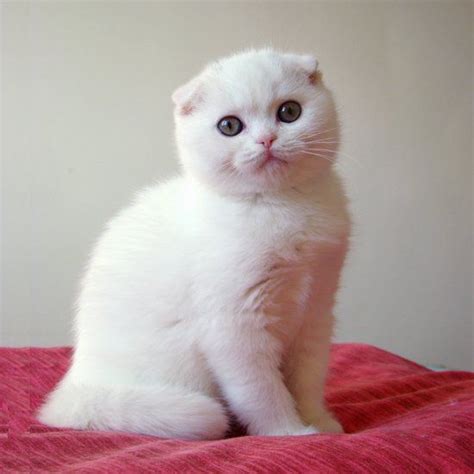 Such A Cute Fold Kitten Scottish Fold Pinterest