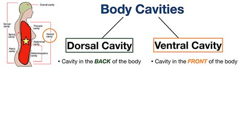 Body Cavities Labeled Organs Membranes Definitions Diagram And