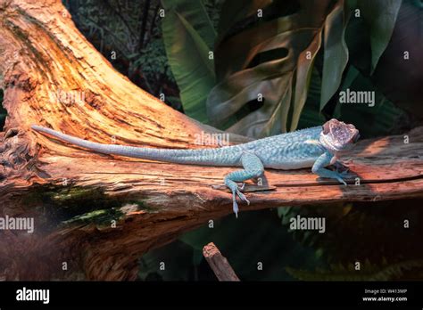Anolis Gorgonae Blue Anole Rare Lizard Stock Photo Alamy