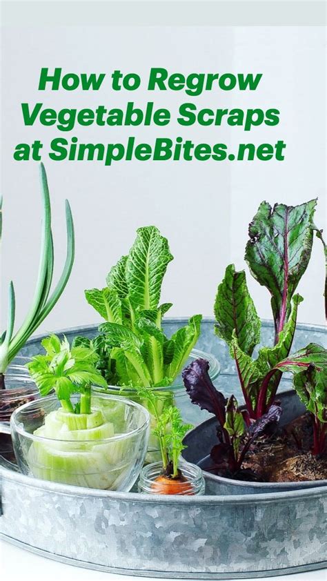 How To Regrow Vegetable Scraps Simple Bites Regrow Vegetables