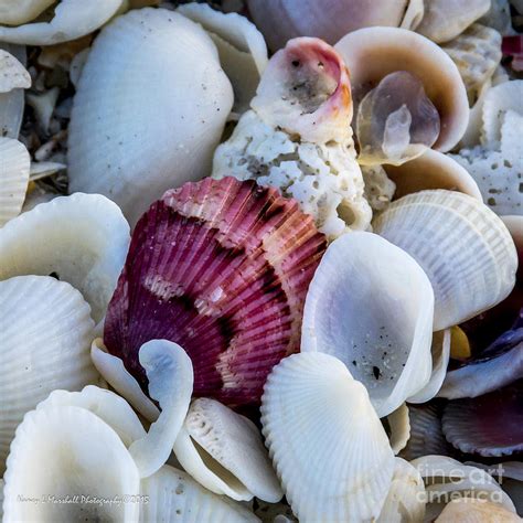 Sanibel Island Shells 14 Photograph By Nancy L Marshall Fine Art America