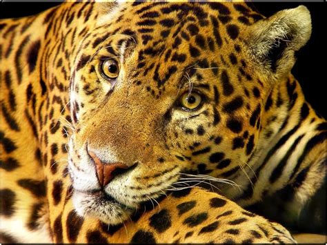 1280 x 1638 jpeg 314 кб. jaguar | Animals beautiful, Amazon rainforest animals