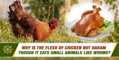 Third, any filthy creature such as worms, ants, bees, flies and all insects, and those that have poison [s. Why is the flesh of chicken not haram though it eats small ...