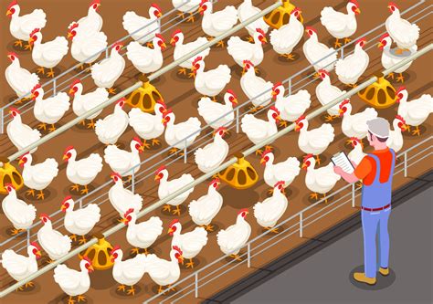 10 Steps Of Successful Poultry Farming