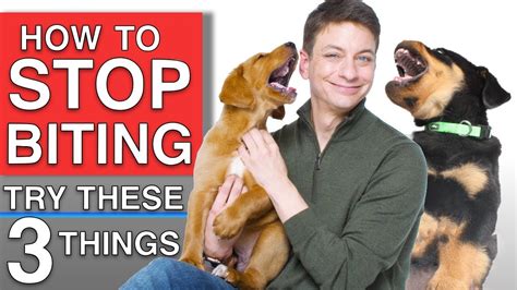 Human babies do the same thing; How To Train Your Puppy to STOP BITING You! 3 Things That ...