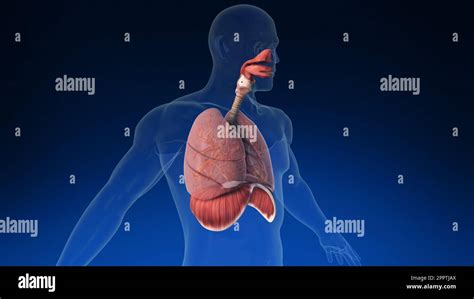 Medical 3d Animation Of The Human Lung With Its Parts Visible