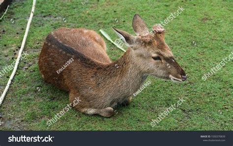Focus Formosan Sika Deer Farm Cute Stock Photo 1550370839 Shutterstock