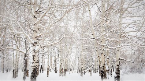 Wallpaper Trees Landscape Forest Sky Snow Branch Ice Frost