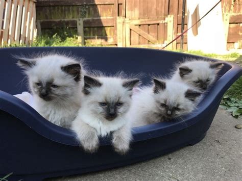 Gccf Registered Full Pedigree Ragdoll Kittens FOR SALE ADOPTION In