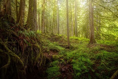 Lost In The Mossy Forest Gary Randall Photography