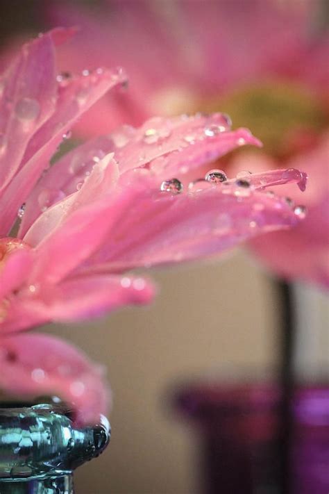 Dewdrops On Pink Photograph Photography Inspiration Nature Nature