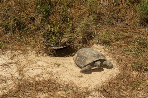 Federal Wildlife Officials To Weigh Protections For Gopher Tortoises