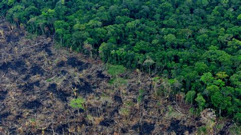 Semana Rural Cinco Tareas Urgentes Para Frenar La Deforestación En La