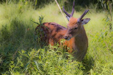 Assateague Island Native Sika Deer Jmilgr Flickr