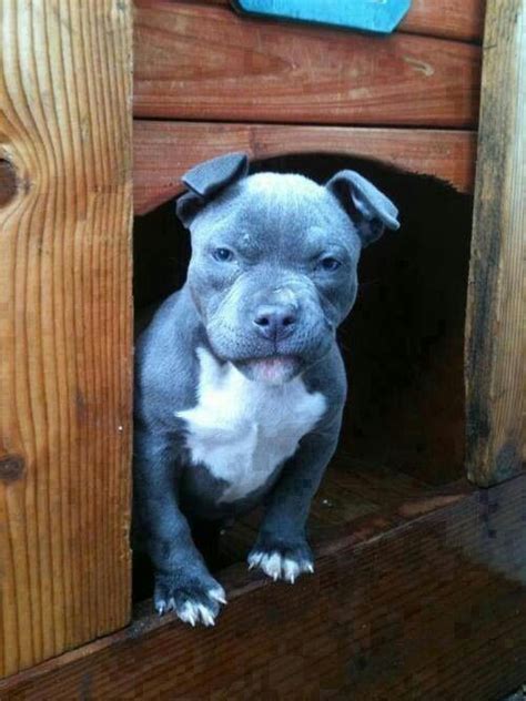Grouchy Blue And White Blue Nose Pitbull Puppy Cute Animals Pinterest