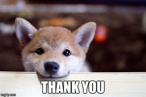 42 thank you memes ranked in order of popularity and relevancy. Thank you animal Memes