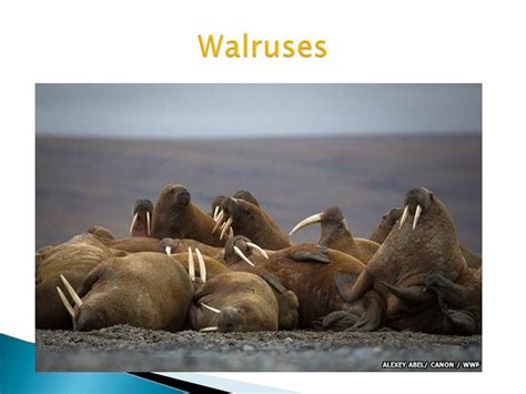 The Feeding Behavior Of The Walrus 812 Words Presentation Example
