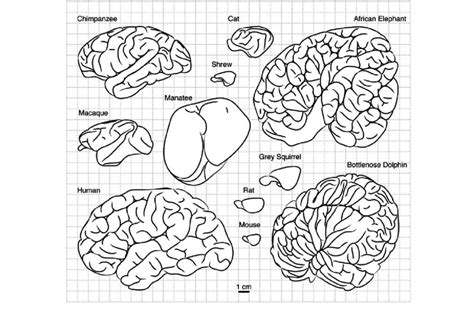 Diversity Of The Mammalian Brain Shape Lateral Aspect Of Various