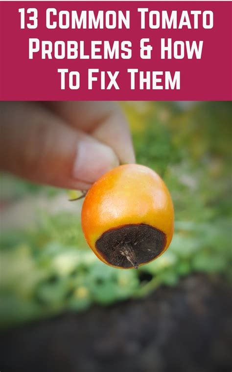 13 Common Tomato Problems And How To Fix Them Tomatoes Plants Problems