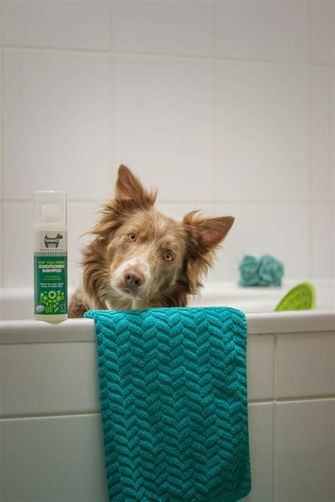 Pamper Your Pooch: The Ultimate Guide to Dog Shampoo | Albany Off Leash