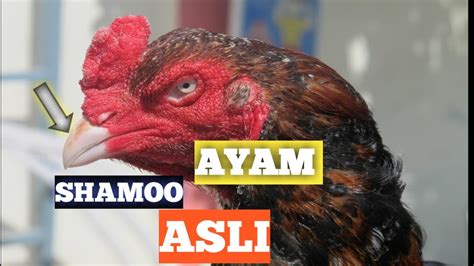 Ciri ayam birma asli bukan keturunan untuk membedakan ayam birma asli atau campuran dapat dilihat dari fisik serta gaya. ciri-ciri ayam shamo asli AYAM SHAMOO ASLI - YouTube