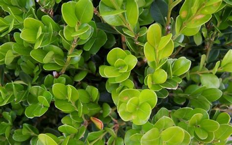 Buxus Microphylla Koreana X ‘wintergreen Wintergreen Korean Boxwood