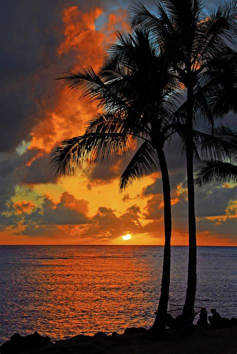 So if you ever happen to find yourself stranded in the deep sea with nothing but mud and volcanic rock formations for company. Tropical Nights Photograph by Lynn Bauer