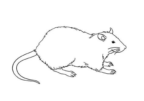 They are social animals that live in a wide community and are attached to other mice. Rat Coloring Pages - Food Ideas