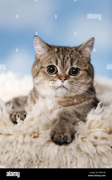 Exotic Shorthair Cat House Hi Res Stock Photography And Images Alamy