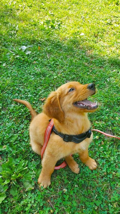 Cute Happy Golden Retriever Puppy In Nature On A Sunny Day Stock Photo
