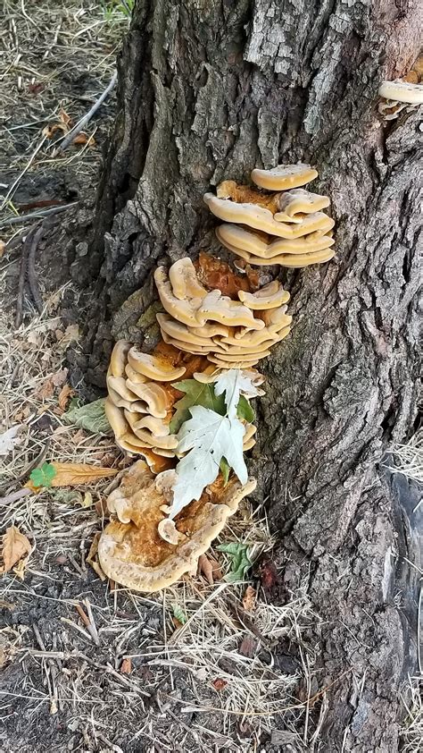 Can Someone Help Me Identify This Mushroom Texas Mushroom