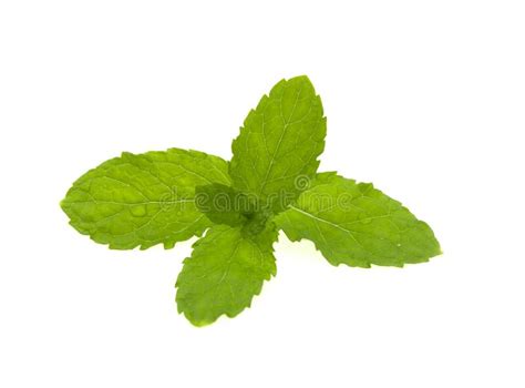 Green Mint Leaves Isolated On White Background Stock Photo Image Of