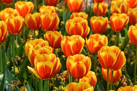 Try These Tulip Tricks To Enjoy 6 Weeks Or More Of Bloom Time Next