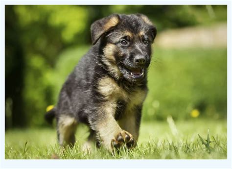 The cheapest offer starts at £30. German Shepherd Puppies Near Me | Dog Breed
