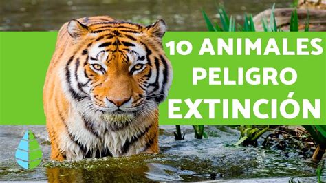 Animales En Peligro De Extincion Del Mundo