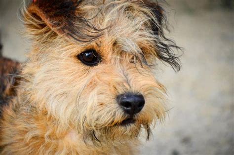 Annunci reali di cuccioli in adozione gratuita. Regalo cucciolo di cane taglia piccola | Petpassion