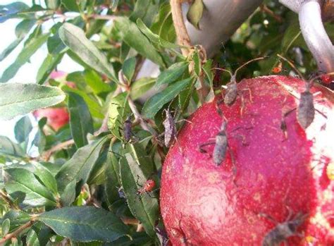 Check spelling or type a new query. Xtremehorticulture of the Desert: Pomegranate Fruit ...
