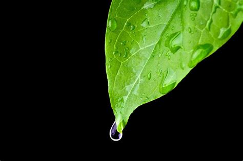 Water Drop On Leaf Water Drop On Leaf Plant Leaves Leaves