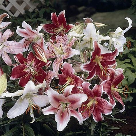 Oriental Lily Bulb X 25 Gardening Direct