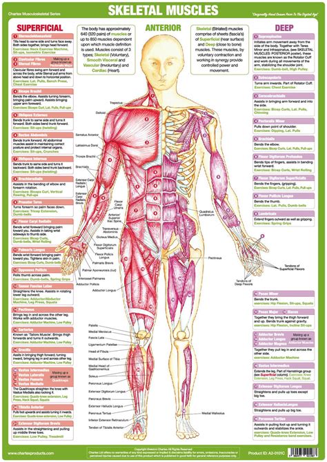 Muscle Anatomy Chart Anterior Chartex Ltd