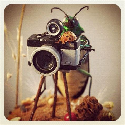Beetle Taking Photos Insect Diorama By Lisa Wood Insect Art