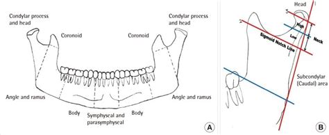 The Anatomy Of Mandibular Area A Anterior View Of Mandible B The