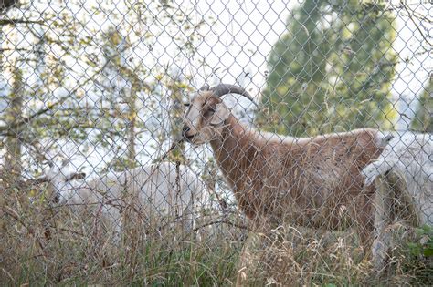 Seattle Goats Love Roadside Vegetation