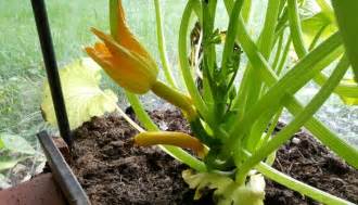 Zucchini lassen sich auch mit kindern wunderbar anbauen, auch im kübel auf terrasse und balkon, und schmecken eigentlich jedem. Zucchinis im eigenen Garten anbauen- so klappt's ...