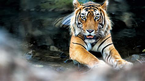 Bengal Tiger Bathing Wallpaper Backiee