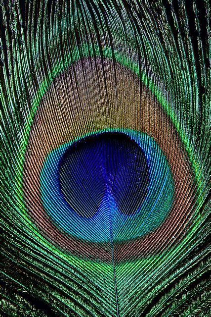 Peacock Feather Peacock Feather Art Feather Art Peacock Feathers